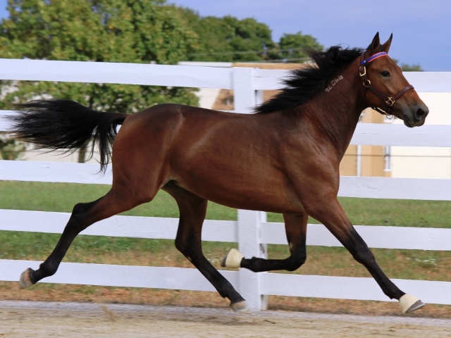 Date Foaled: 2/2/2013