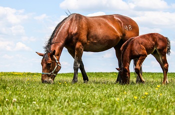 Mare and Foal