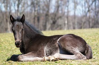 Foal