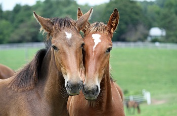 Foals