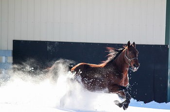 Captaintreacherous Snow