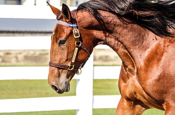 Yearling