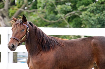 Yearling